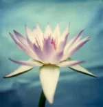 lotus.webp