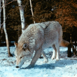 Image3.gif