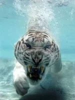 White_Tiger.webp