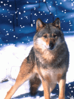 animal_screensavers_0034.gif