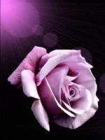 rose.webp