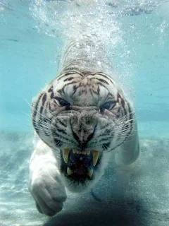 White_Tiger.jpg