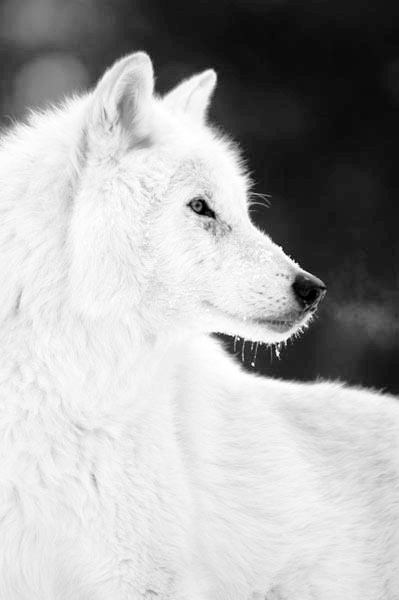 14448825_Artic20Wolf20Portrait.jpg